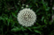 Piękny symetryczny okrągły puszysty Dmuchawiec, w leśnej trawie wiosną
