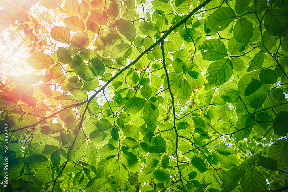 Fresh green beech leaves in the springtime - obrazy, fototapety, plakaty 