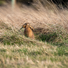 Brown hare (Lepus europaeus) in a winter meadow in England