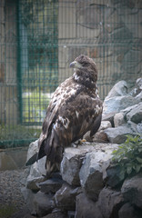 eagle in the zoo