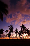 Fototapeta  - Caribbean Palm Tree Sunset, Antigua