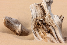 The Driftwood And Blowing Sand Drifts Along The Beach At Harrington Beach State Park, Belgium, Wisconsin In Late November