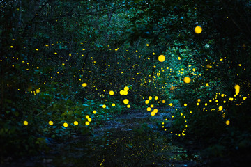 Firefly flying at night in the forest