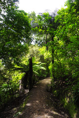 Footpath in the forest