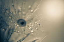Beautiful Dew Drops On A Grass Flower.Soft Focus Of Macro Water Drops On Dry Flower On A Rainy Day.Soft Dreamy Tender Artistic Image.Vintage Tone Style.