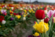 Piękny dojrzały czerwony i żółty wyrośnięty tulipan na polu tulipanów wiosną na polnej drodze na wsi