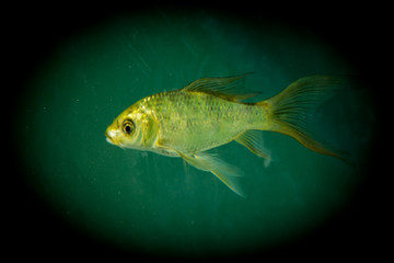 Wall Mural - Beautiful fish in the aquarium