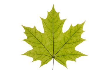 green maple leaf on a white isolated background. summer leaf of canadian maple.