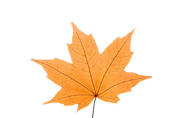 Wall Mural - orange maple leaf on a white isolated background. autumn leaf of canadian maple.