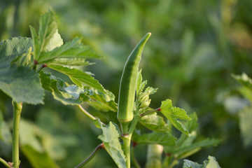 Sticker - Okra or lady's finger vegetable plant in the garden