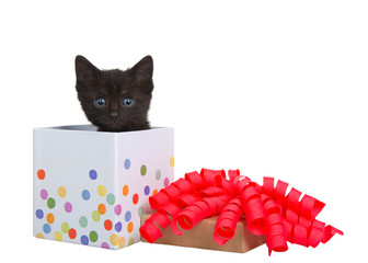 Adorable tiny black kitten with blue green eyes peaking out of a small white present box with pastel dots, lid with bright pink curly ribbon bow on top. Isolated on white.