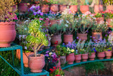 Fototapeta Kwiaty - Colorful flowers of botanical garden and rose garden of Ooty Tamilnadu India
