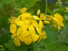 Celandine Herb With Yellow Flowers Close Up