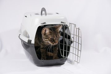 Tabby cat sits in a pet carrier