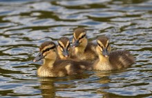 Ducklings In The Water