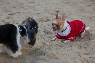 A dog of the Chihuahua breed in a red sweater wants to play with a dog of the Yorkshire Terrier breed.