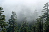 Fototapeta Las - Misty forest view from Larch Mountain in Oregon.