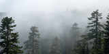 Fototapeta Las - Fog covers the forest. Panoramic misty view from Larch Mountain in Oregon.
