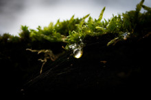 Close-up Of Water Drop On Moss