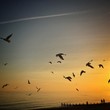 Birds Flying Over Sea Against Sky During Sunset