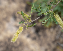 Catclaw Acacia (Senegalia Greggii) Flowers In The Mimosa Clade (Mimosoideae) Of The (Caesalpinioideae Subfamily Of The Pea Family (Fabaceae)