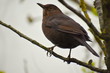 Female medium sized blackbird with fairly long legs and a rounded tail A plain brown bird darkest on the wings with a dark eye Note the pale streaky throat on her also she lacks the bright yellow bill