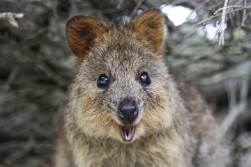 Close up of a quokka's face