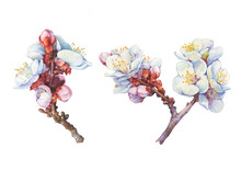 Set Of The Apricot Branch With Flowers (known As Prunus Armeniaca, Armenian Apple). Watercolor Hand Drawn Painting Illustration Isolated On White Background.