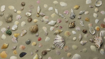 Wall Mural - Approaching, background of seashells on the coast. View from above.