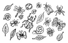 Insects And Leaves Set, Outline Collection Of Bugs, Snails And Leaves, Black Line Art Isolated On White Background