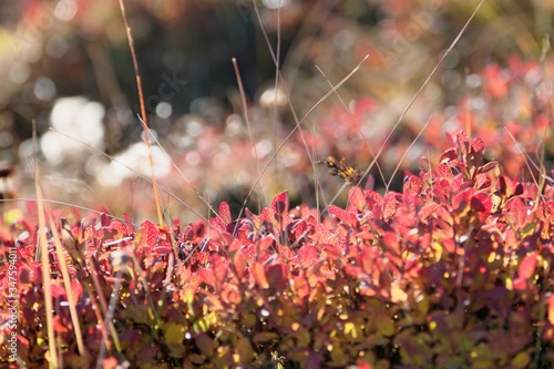 Close-up Of Pink Flowering Plants On Field © serguei ouklonski/EyeEm