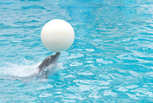 Dolphin. Bottlenose Dolphin In Water With A Ball