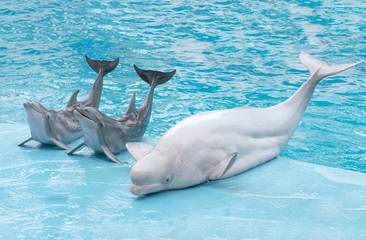 Dolphins and delphinapterus leucas beluga whales. Performance of bottlenose dolphin and delphinapterus leucas beluga on the stage at the dolphinarium