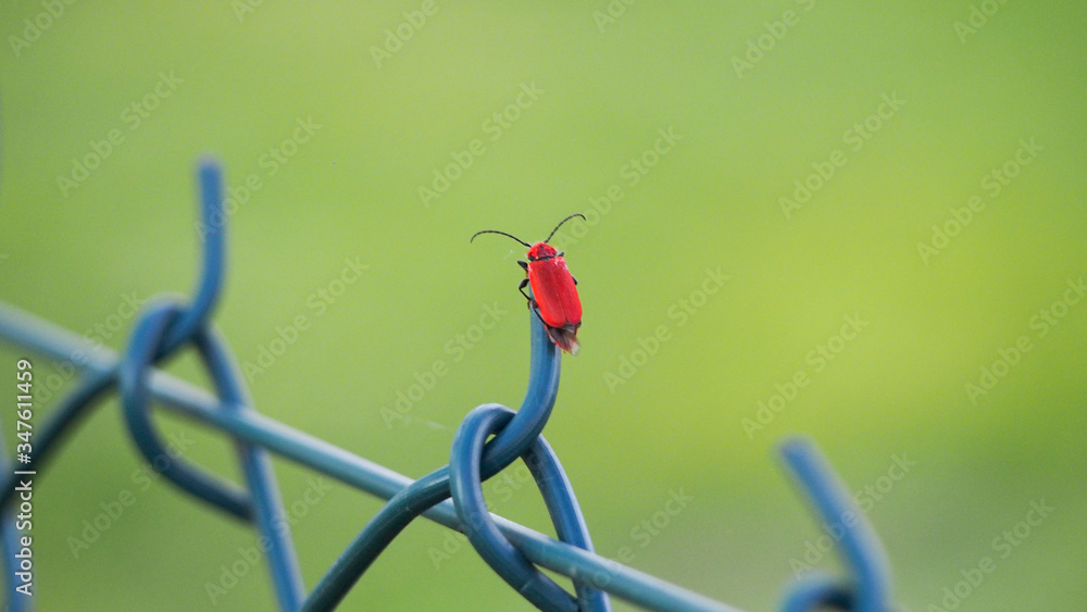 Czerwony robak na siatce ogrodzeniowej - obrazy, fototapety, plakaty 