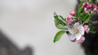 wiosenny kwiat jabłoni w Polsce