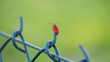 Czerwony robak na siatce ogrodzeniowej