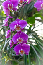 Purple Hanging Orchids