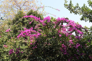 Poster - Arbre en fleurs à Guilin, Chine	