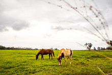 A Group Of Horses Grazing In A Open Field On The Island Of Kauai In Hawaii. 