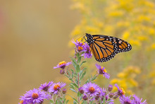 Monarch Butterfly On An Wildflower