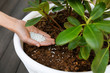 fertilizing potted rhododendron with granulated fertilizer