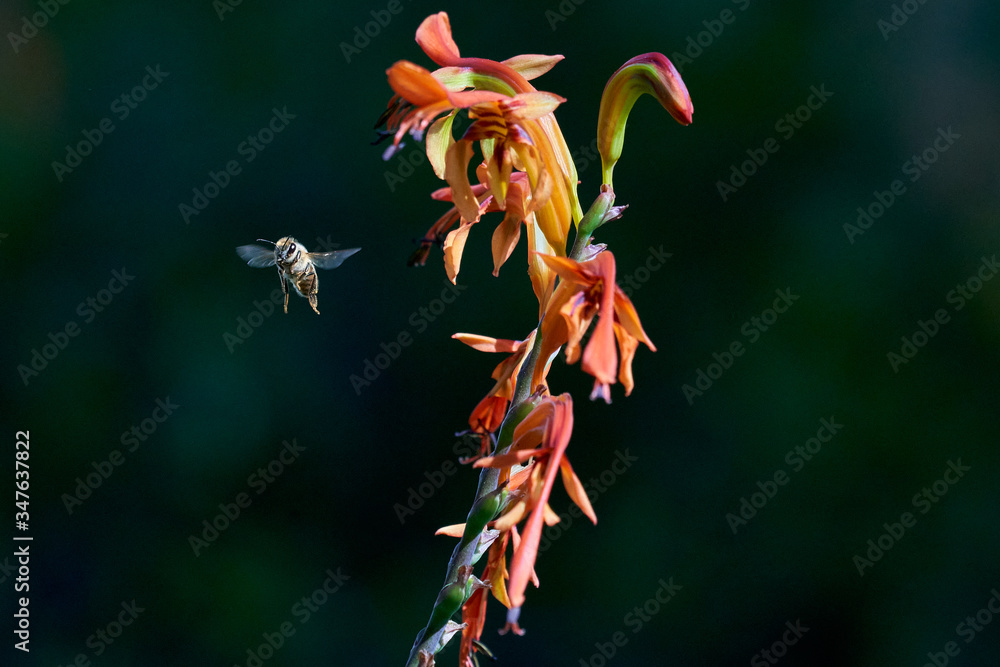 Bee with nectar ball, flying landing and feeding on Lucifer plants.  Side and Back views