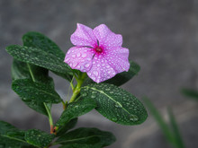 Catharanthus Roseus Pink Flower With Raindrops