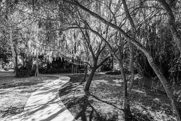 Wall Mural - Black and white photo showing path under the trees in park in Florida