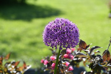 Wall Mural - Allium Flower