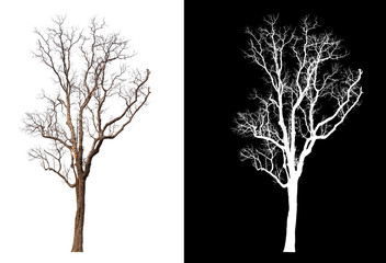 Wall Mural - Isolated single tree on white background with clipping path