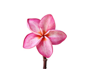 Wall Mural - Close up of Pink plumeria flower isolated on white