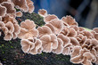 Split gill (Schizophyllum commune) mushrooms growing on a tree branch