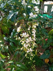 white flowers on the green tree 