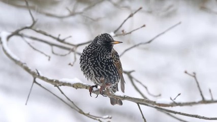 Wall Mural - Seamless loop cinemagraph of European starling spotted one bird sitting on bare tree branch during winter snow closeup in Virginia falling snowflakes in slow motion